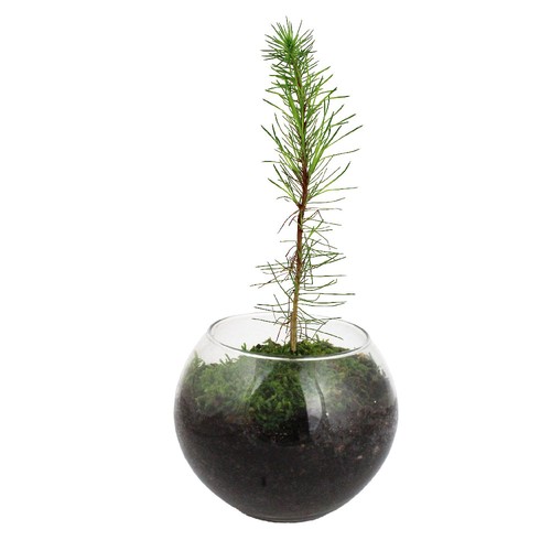 Globe arbre