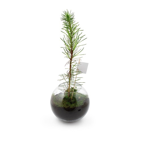 Globe arbre