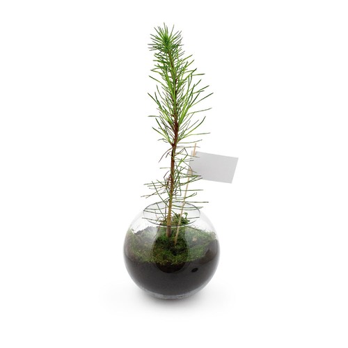 Globe arbre