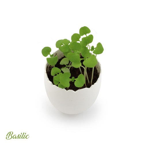 Boîte de 4 oeufs
