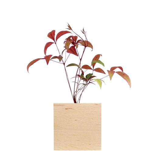 Cube bois plante