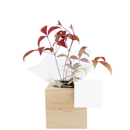 Cube bois plante