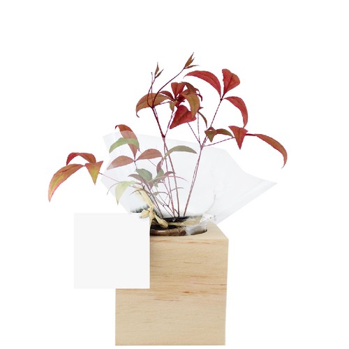 Cube bois plante