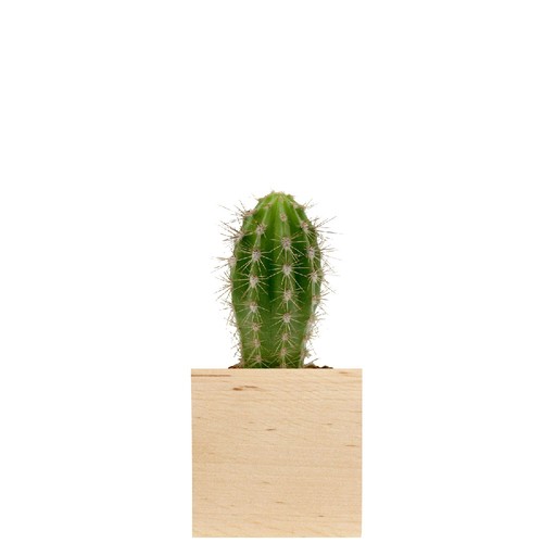 Cube bois plante