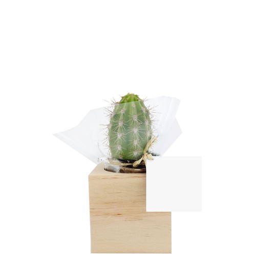 Cube bois plante