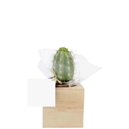 Cube bois plante