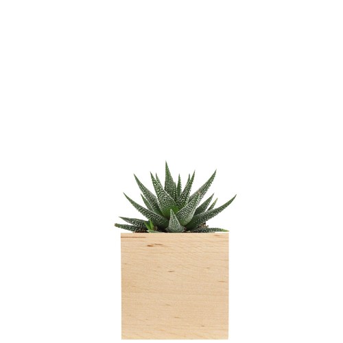 Cube bois plante