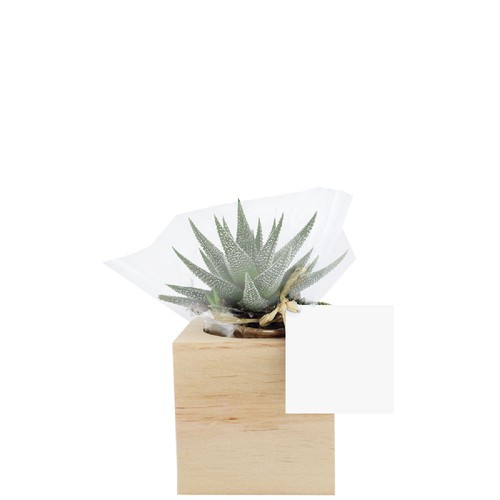 Cube bois plante