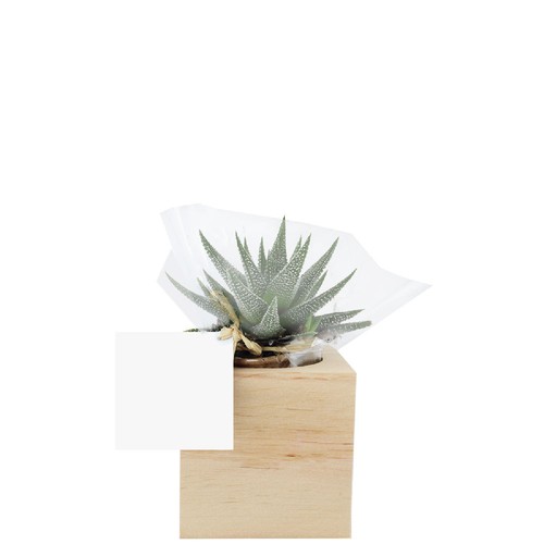 Cube bois plante