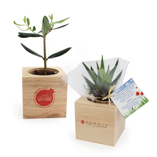 Cube bois plante