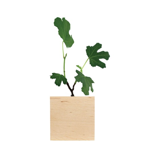 Cube bois plante