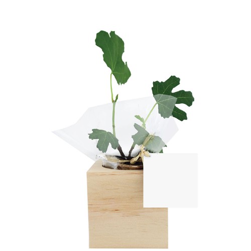 Cube bois plante