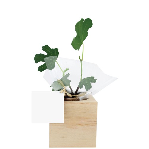 Cube bois plante