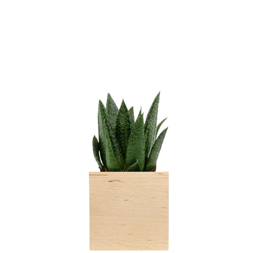 Cube bois plante
