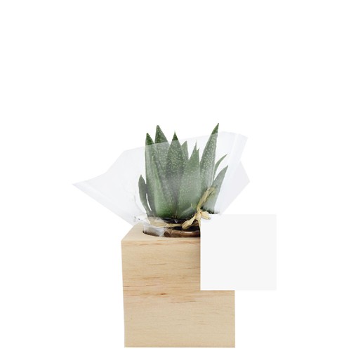 Cube bois plante