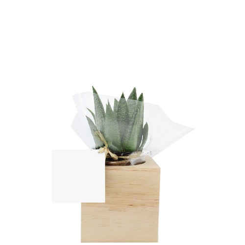 Cube bois plante