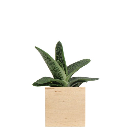Cube bois plante