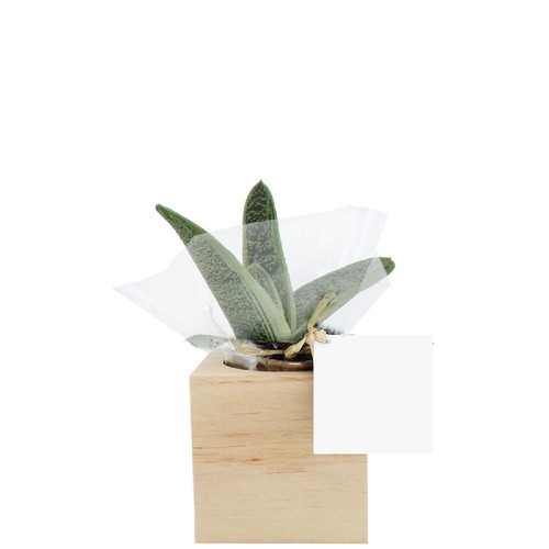 Cube bois plante
