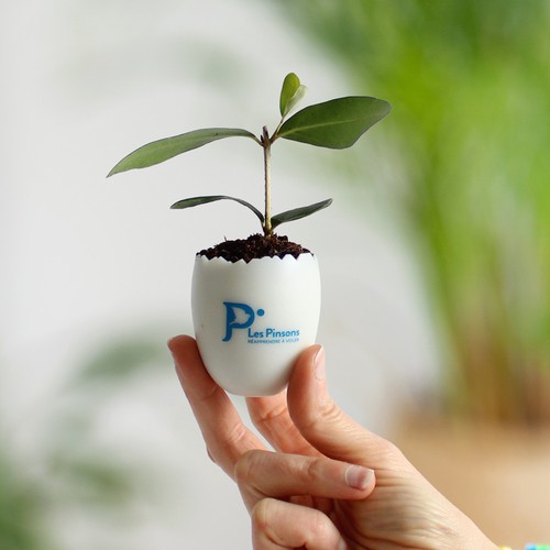 Oeuf Mini Plant Arbre - 3