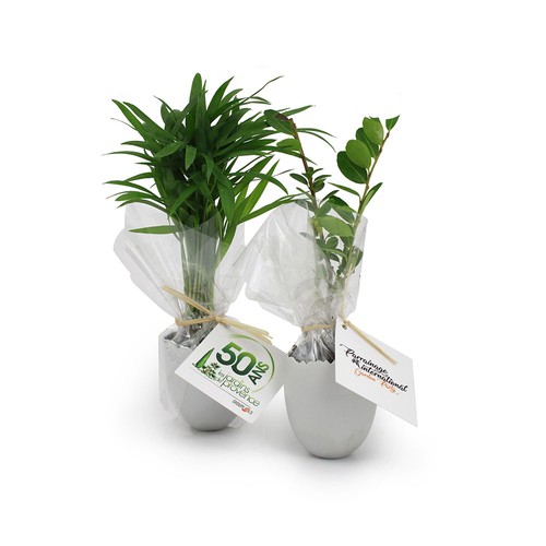 Oeuf Mini Plant Arbre - 2