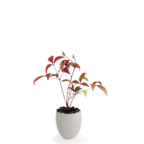 Oeuf Mini Plant Arbre