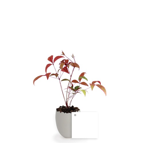 Oeuf Mini Plant Arbre