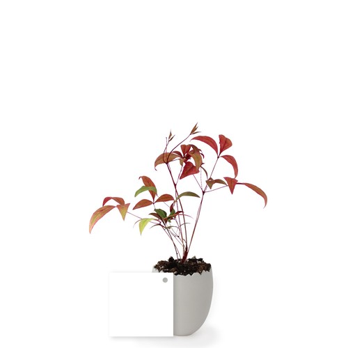 Oeuf Mini Plant Arbre