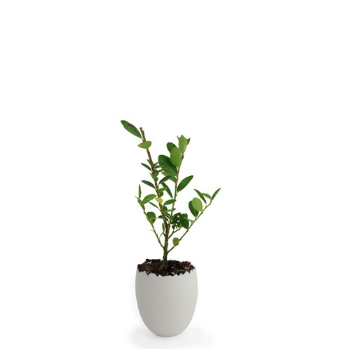 Oeuf Mini Plant Arbre
