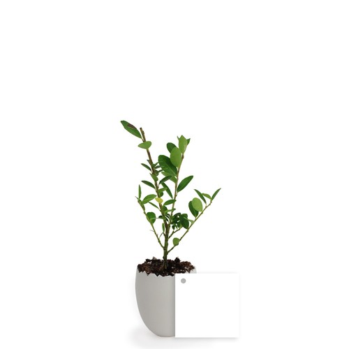 Oeuf Mini Plant Arbre