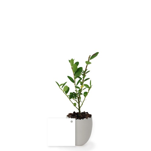 Oeuf Mini Plant Arbre