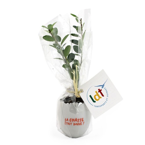 Oeuf Mini Plant Arbre