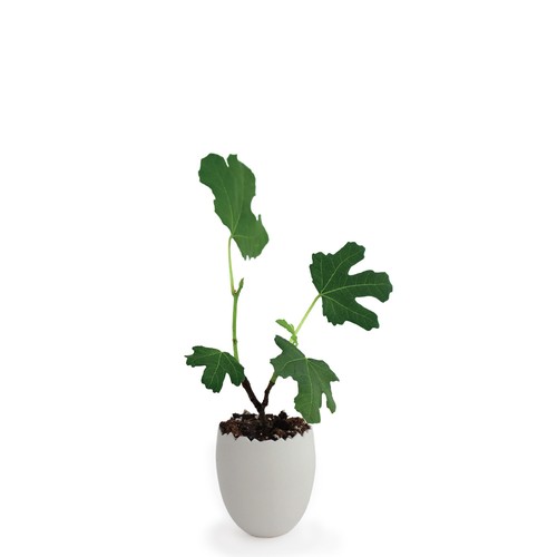 Oeuf Mini Plant Arbre