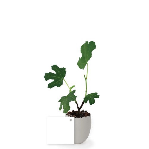 Oeuf Mini Plant Arbre