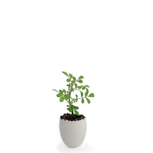 Oeuf Mini Plant Arbre