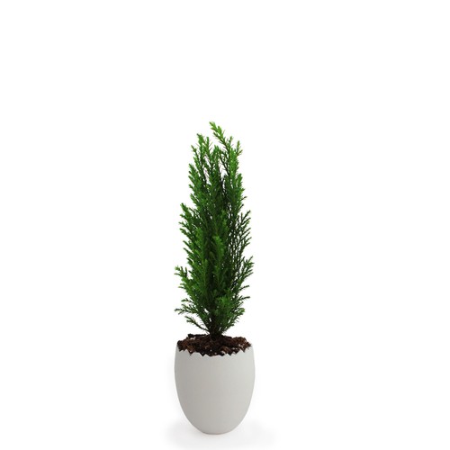 Oeuf Mini Plant Arbre