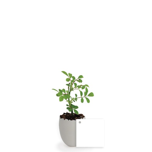 Oeuf Mini Plant Arbre