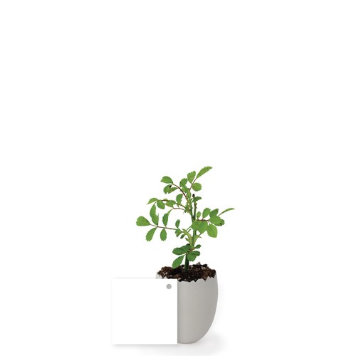 Oeuf Mini Plant Arbre