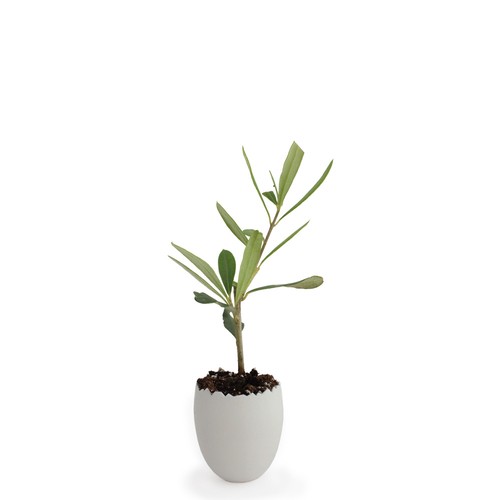 Oeuf Mini Plant Arbre
