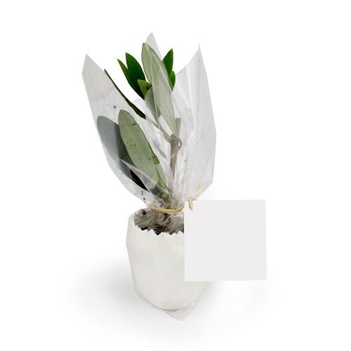 Oeuf Mini Plant Arbre