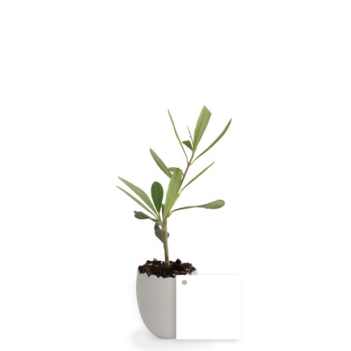 Oeuf Mini Plant Arbre