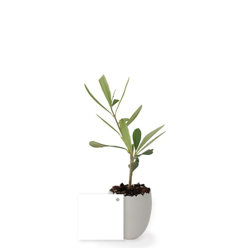 Oeuf Mini Plant Arbre
