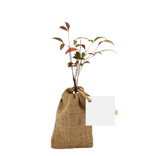 Mini plant d'arbre en pochon