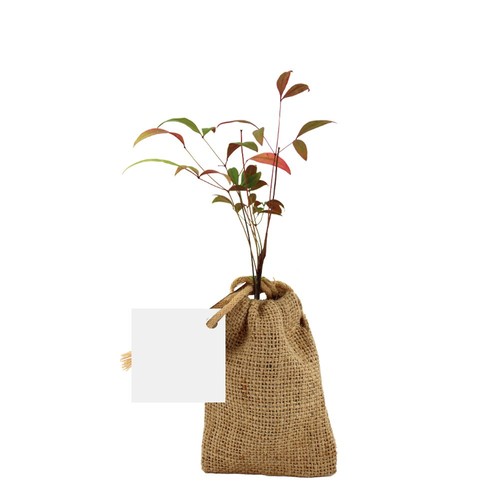 Mini plant d'arbre en pochon