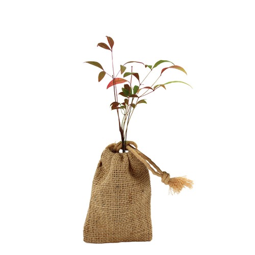 Mini plant d'arbre en pochon