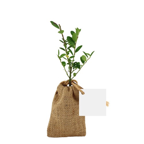 Mini plant d'arbre en pochon