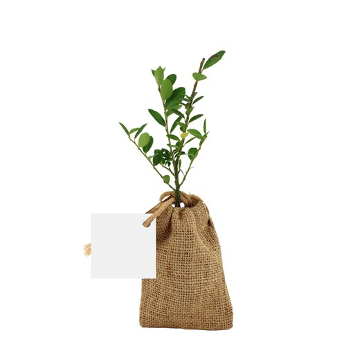 Mini plant d'arbre en pochon