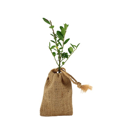 Mini plant d'arbre en pochon