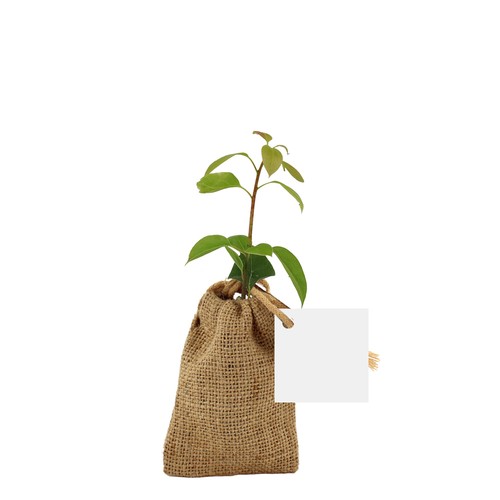 Mini plant d'arbre en pochon