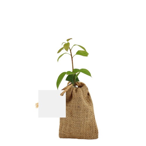 Mini plant d'arbre en pochon