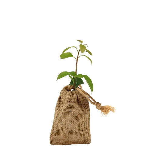 Mini plant d'arbre en pochon